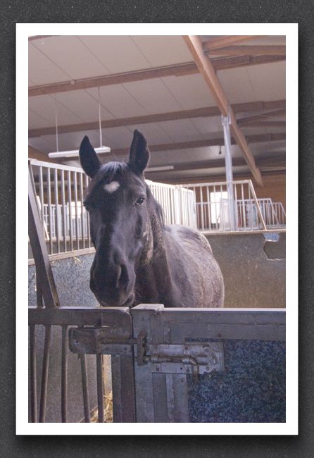 reitsport_MAR0038_1