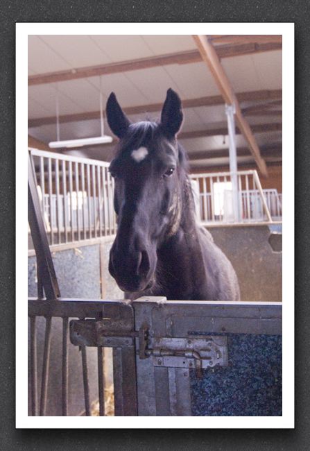 reitsport_MAR0039_1