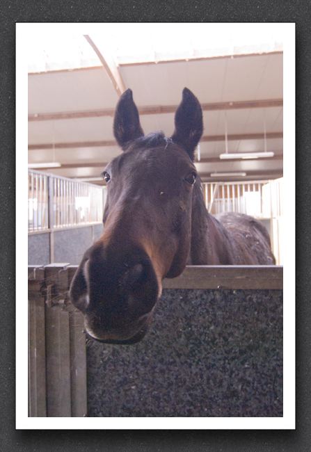 reitsport_MAR0076_1