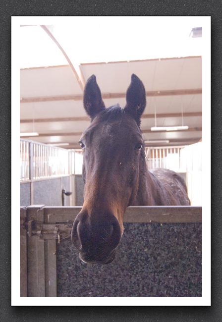 reitsport_MAR0077