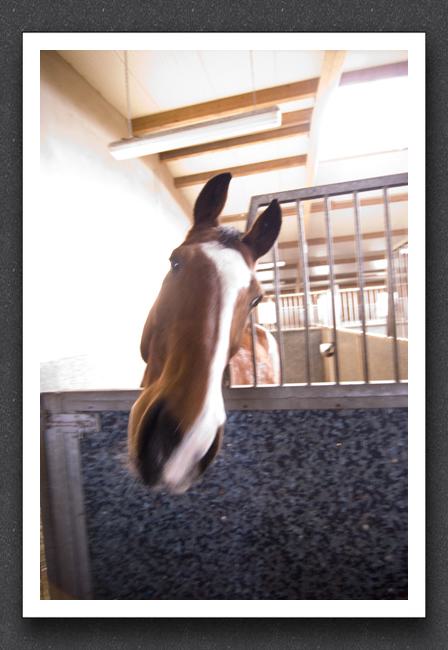 reitsport_MAR0109
