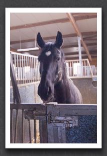 reitsport_MAR0039_1